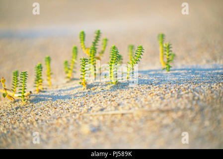 Kleine grüne Pflanzen wachsen auf dem Sand am Strand. Nahaufnahme. Stockfoto