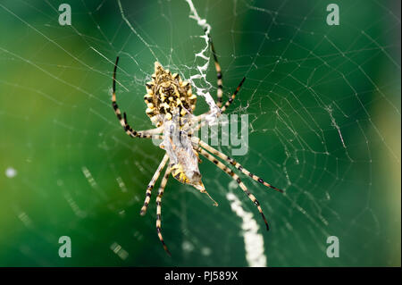 Eine schreckliche giftige Spinne Argiope lobata eine Frau sitzt neben die Fäden ihrer Web vor der Paarung Stockfoto