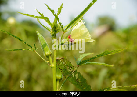 Ladyfinger wachsenden Pflanze (Abelmoschus esculentus) Stockfoto