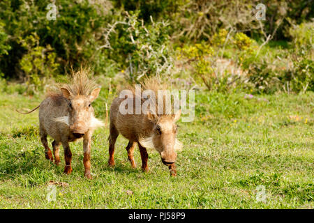 Warthogs stehen mit ihren punk Frisuren in das Feld ein. Stockfoto