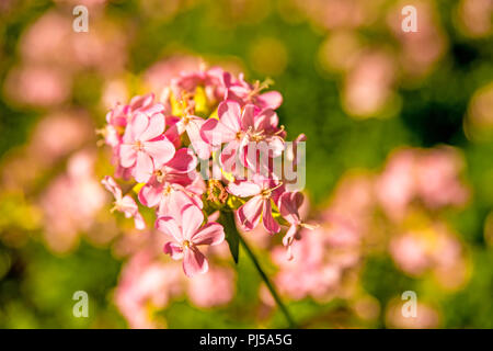 Gemeinsame soapwort mit Blume Stockfoto