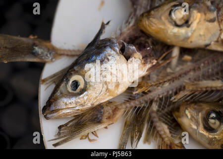 Kopf und Knochen der gegessen Sardinen auf Platte, sehr gesund, schmackhaft und preiswert Mediterrane Fisch, ein reichhaltiges Essen für die Armen Stockfoto