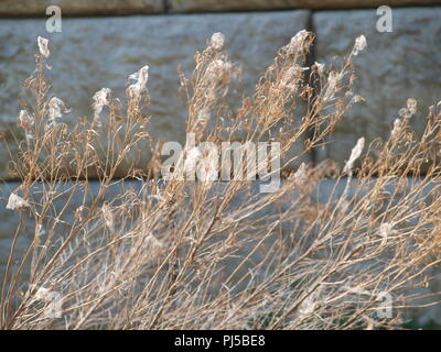 Zeichen, Sprechen, Gehen, Wave, Roll, Quack und Singen Stockfoto