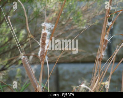 Zeichen, Sprechen, Gehen, Wave, Roll, Quack und Singen Stockfoto