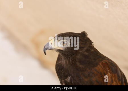 Harris Hawk (Parabuteo unicinctus) ein Raubvogel native nach Amerika aus dem Südwesten der Vereinigten Staaten im Süden von Chile, Argentinien und Brasilien Stockfoto