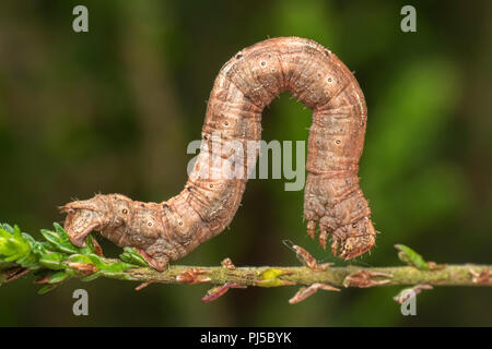 Gemeinsame Heide Motte Caterpillar (Ematurga atomaria) Crawling entlang Heidekraut. Tipperary, Irland Stockfoto