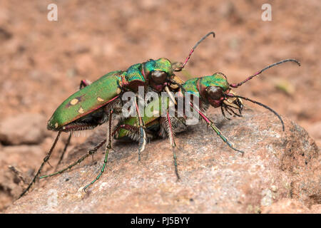 Green Tiger Käfer (Cicindela campestris) vorbereiten, um sich zu paaren. Tipperary, Irland Stockfoto