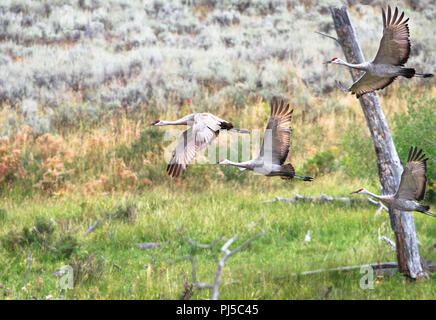 Eine Herde von kanadakraniche (Grus canadensis) fliegt über eine Wiese im Yellowstone National Park, Wyoming. Stockfoto