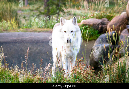 Ein weiblicher grauer Wolf (Canus lupus) Spaziergänge durch eine Wiese. Stockfoto