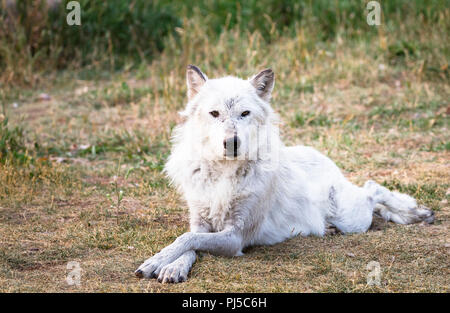 Ein weiblicher grauer Wolf (Canus lupus) auf dem Boden liegt in einer Fotogenen darstellen. Stockfoto