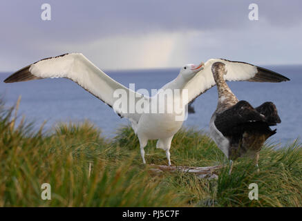 Ein paar Wanderalbatross (Diomedea exulans) Anzeige in der Nachmittagssonne auf Bird Island, South Georgia, das Männchen mit Flügeln öffnen Stockfoto