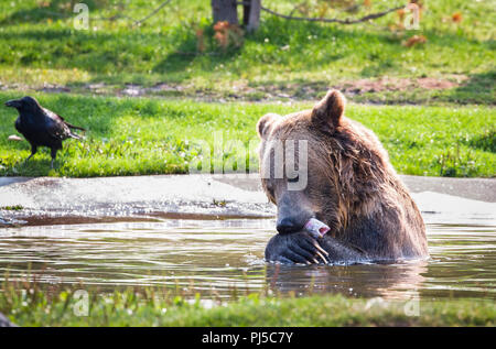 Ein erwachsener Braunbär (Ursus arctos Horribilis) isst eine Forelle beim Schwimmen in einem Teich. Stockfoto