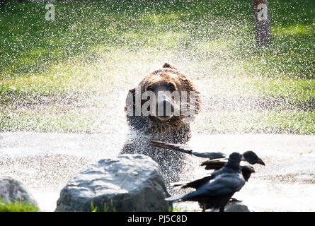 Ein erwachsener Braunbär (Ursus arctos Horribilis) schüttelt das Wasser aus einem Teich. Stockfoto