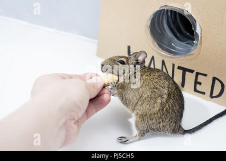 Kleine Australische home Haustier Degu. Auf weissem Hintergrund. Stockfoto