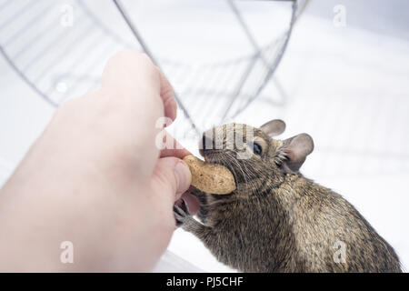Kleine Australische home Haustier Degu. Auf weissem Hintergrund. Stockfoto