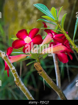 Red Mandevilla Blumen Stockfoto