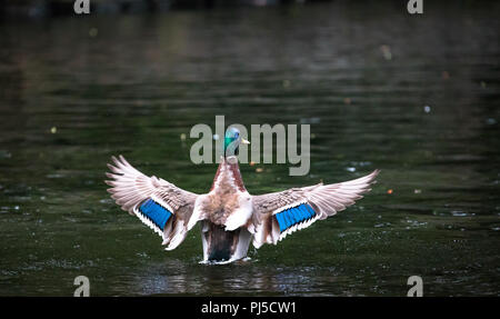 Eine männliche Stockente (Anas platyrhynchos) breitet seine bunten Flügel in einem See in der Nähe von Portland, Oregon. Stockfoto