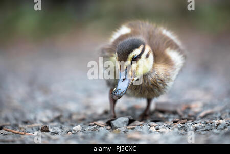 Entlein eine Stockente (Anas platyrhynchos) Spaziergänge entlang einem Kiesweg für Essen in der Nähe von Portland, Oregon. Stockfoto