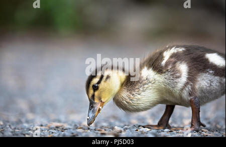 Entlein eine Stockente (Anas platyrhynchos) Spaziergänge entlang einem Kiesweg für Essen in der Nähe von Portland, Oregon. Stockfoto