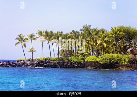 Coconut Palm Tree Grove auf einem Stein bedeckt Pier in Kona Bay, Big Island von Hawaii Stockfoto