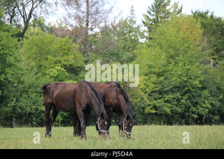 Twin Dunkelbraun percheron Entwurf Pferde grasen auf der Weide. Stockfoto