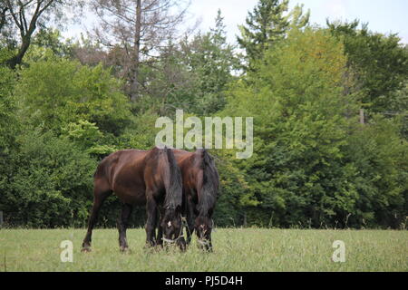 Twin Dunkelbraun percheron Entwurf Pferde grasen auf der Weide. Stockfoto