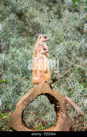 Zwei Erdmännchen oder erdmännchen (Suricata suricatta), Sentry und gegen neutrale Anlage Hintergrund halten Stockfoto