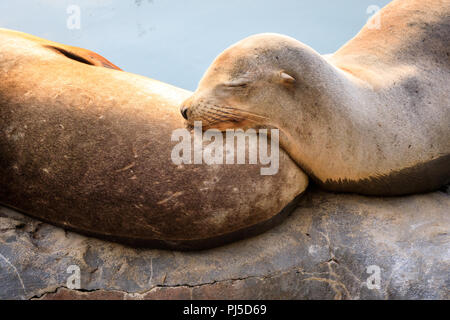 Zwei kalifornische Seelöwen (zalophus californianus), schlafen in der Sonne auf eine Betonwand, der vom Wasser, close-up Stockfoto