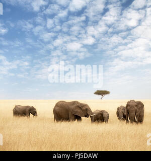 Elefantengruppe im rot-oat Grass der Masai Mara. Zwei erwachsenen Frauen mit Kälber Kälber in offenen Weite Grasland mit Akazien. Stockfoto