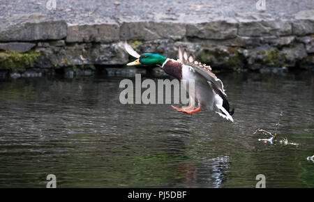 Ein erwachsenes Männchen Stockente (Anas platyrhynchos) landet in einem Teich in Portland, Oregon. Stockfoto