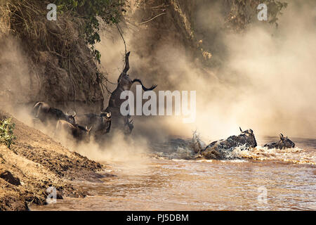 Gnus den Mara Fluss Kreuz während der großen Migration. Jedes Jahr ungefähr 1,5 Millionen Gnus machen diese Trecherous Reise sein Stockfoto