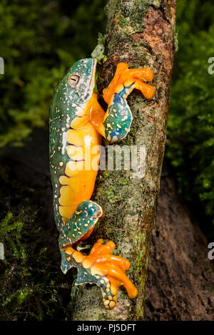 Gefranste Blätter Frosch Stockfoto