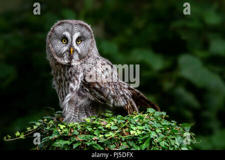 Porträt von ein Bartkauz Stockfoto