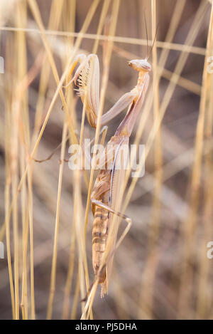 Eine Gottesanbeterin fügt sich mit getrocknetem Gras in einem Feld im westlichen Idaho. Stockfoto