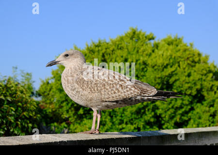 Neu Europäische Silbermöwe stehen am Rand der Brüstung in den frühen Morgenstunden Stockfoto