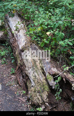 Verrottender Baumstamm Festlegung im Unterholz neben einem Wald Weg. Stockfoto