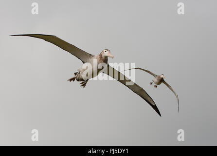 Zwei junge Wanderalbatrosse (Diomedia exulans) an auf Südgeorgien Stockfoto