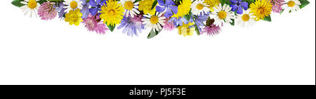Wilde Blumen in einem Grenzgebiet Anordnung auf weißem Hintergrund. Stockfoto