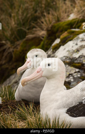 Ein paar der Wanderalbatrosse (Diomedia exulans) am Nest auf Bird Island, South Georgia Stockfoto