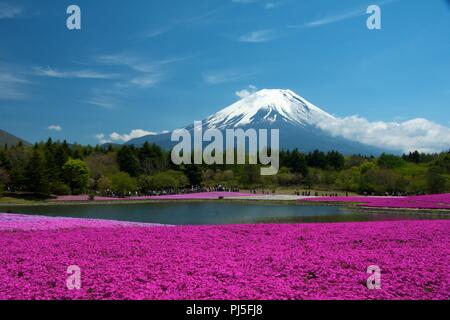 Shiba-sakura Festival in der Nähe des Fuji. Stockfoto