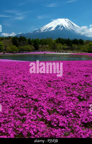 Shiba-sakura Festival in der Nähe des Fuji. Stockfoto