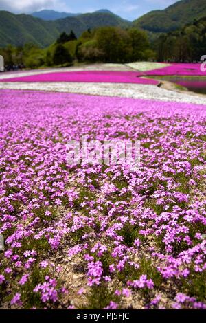 Shiba-sakura Festival in der Nähe des Fuji. Stockfoto