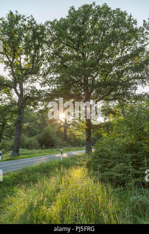 Landstraße in den Wald Stockfoto