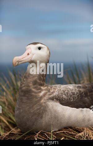 Eine wunderschöne junge Frau Wanderalbatross (Diomedia exulans) auf Bird Island, South Georgia im Sub - Antarktis. Stockfoto