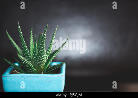 Zebra Cactus Stockfoto
