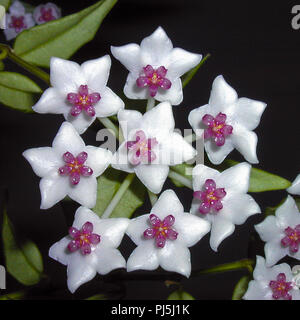 Miniatur Wachs Pflanze, Liten porslinsblomma (Hoya Bella) Stockfoto