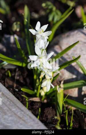 'Wit' Holz, Rysk blåsjärna Blausterne (Scilla siberica Alba) Stockfoto