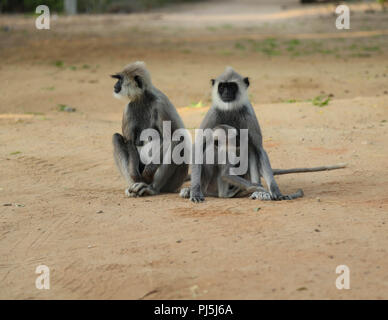Eine Familie von Affen in Sri Lanka Stockfoto