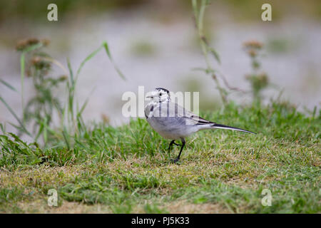 Bachstelze Vogel Stockfoto