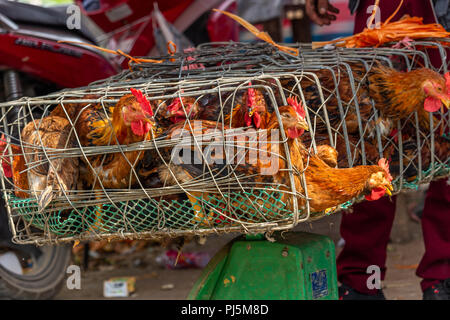 Dong Van, Vietnam - am 18. März 2018: Huhn in Hols auf Verkauf an Dong Van Sonntag Markt Stockfoto